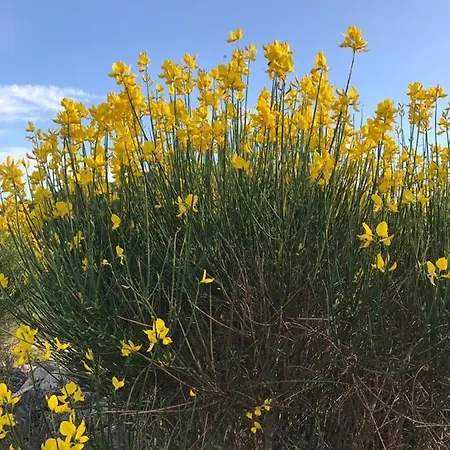 Σπίτι διακοπών C A S A A D E L E Per Una Vacanza In Semplicita E Relax *